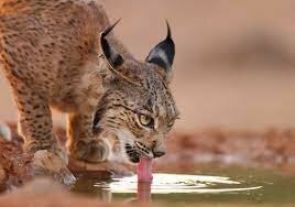 Proyecto ‘20Lince40’