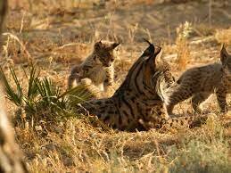 La población de lince ibérico supera los mil ejemplares