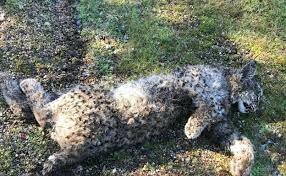 Envenenamiento de fauna silvestre protegida