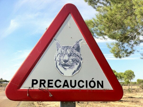 Solicitud a la Fiscalía una investigación sobre los atropellos de lince ibérico