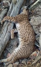 Creación de las Juntas Provinciales de Extinción de Animales Dañinos