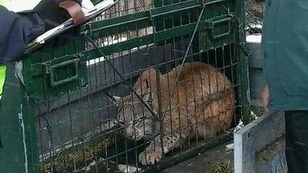 Intento de captura de ejemplares