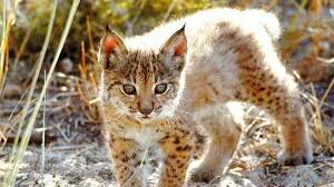 Captura de un ejemplar en Portugal