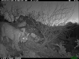 Mejora de las técnicas de seguimiento del lince ibérico