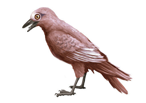 Age of the birds --> 23:39