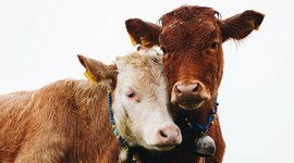 Timeline: Animal Rights and Welfare