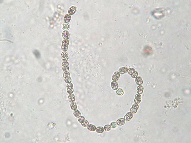 -1st most complex life forms 9:07 h