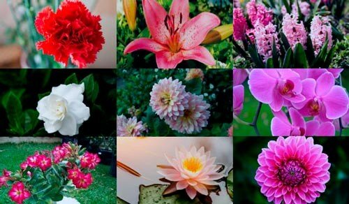 1st angiosperms 23:22 h