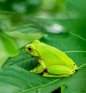 -Amphibian age  22:13 h