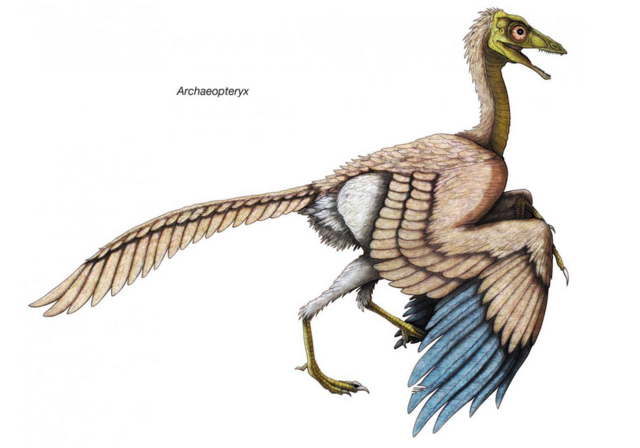 Age of the birds→ 23:39 h