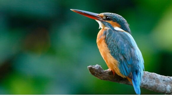 -Age of the birds 23:39 h