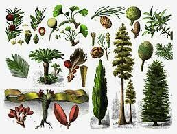 First terrestrial plants (gymnosperms) → 21:48 h