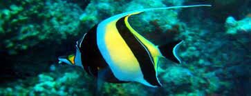 Age of the fish 21:37