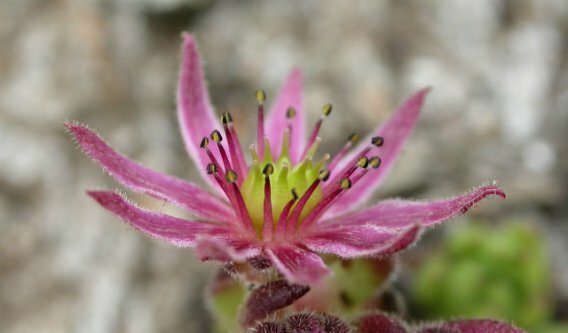 1st angiosperms  23:22