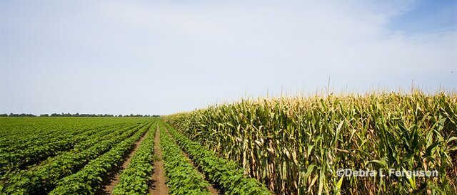 Agrecultural adjustment act of 1938