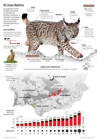 Reintroducción del lince ibérico en España y Portugal