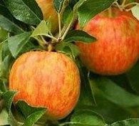 Apples are ready to eat