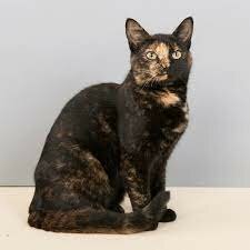 Adopción de mi gata