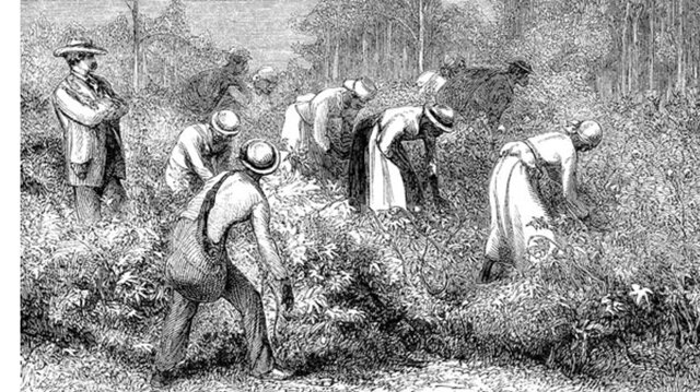 Europeans Increase Trade in Slaves