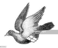 Palomas mensajeras