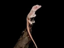 Age of the reptiles → 22:43 h