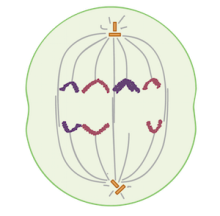 Descripción división celular (Schneider y Strasburger)