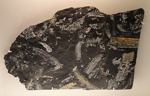 El colapso de la selva tropical del Carbonífero.