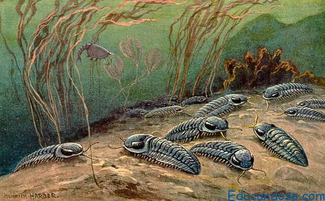 Abundan las algas marinas