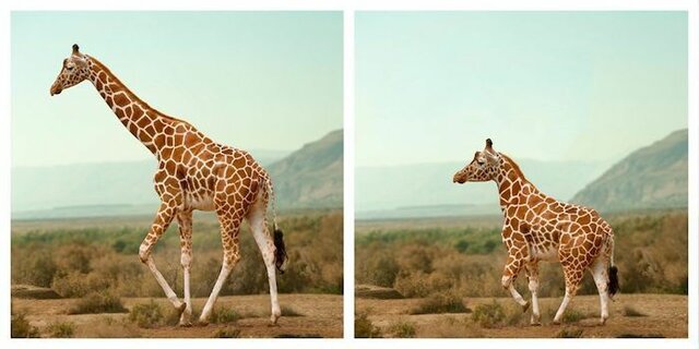 Selección Natural Direccional