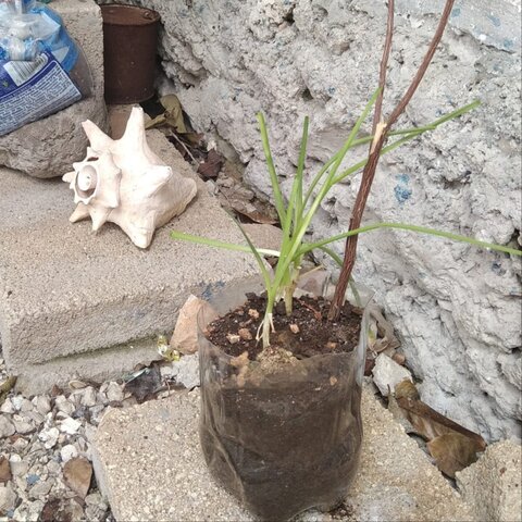 Siembra de la cebollina