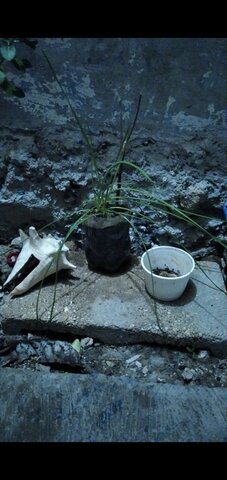 Duodécima semana y media