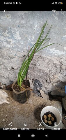 Décimo quinta semana y media