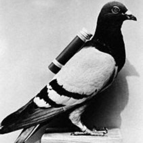 Utilización palomas