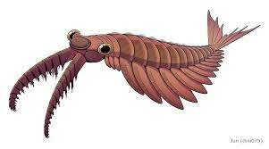 Anomalocaris