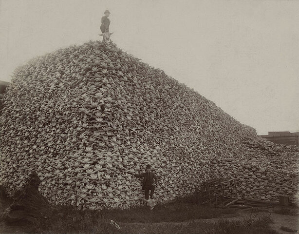 Buffalo massacre