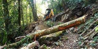 VIOLENCIA ECOLÓGICA