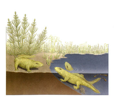 Surgen los anfibios: Primeros seres vivos en el superficie.