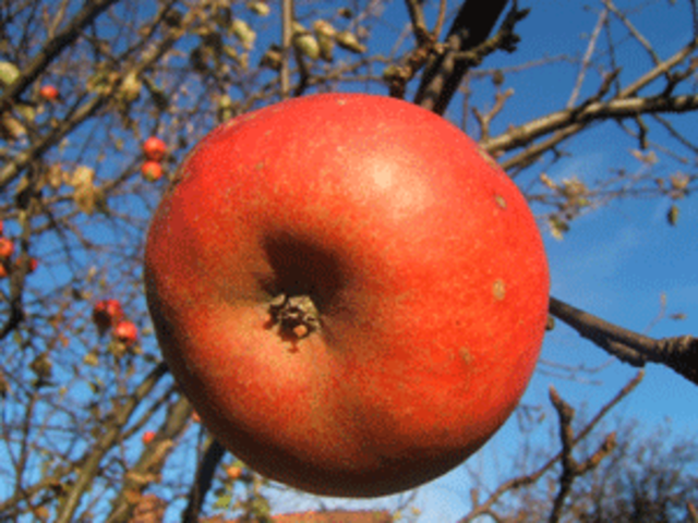 Falling Apples, Newton and Natural Law