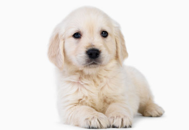 1° cachorro da Luana