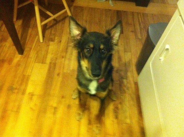 Adoption de mon premier chien