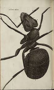 SE PUBLICA MICROGRAPHIA