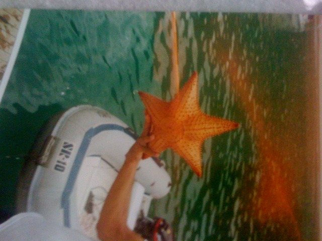 primeira vez que vi uma estrela-Helena