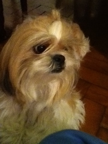 Quando ganhei meinha primeira cachorrinha- Mariana Fernandes