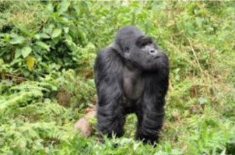 Independence in Rwanda