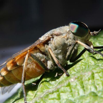 Timeline: linea de temps