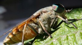 Timeline: linea de temps