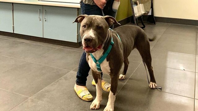 First Pitbull Adopted Since Citywide Ban