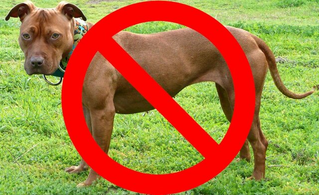 Toughest Ban