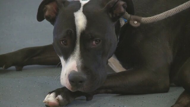 Overland Park Kan. Repeals Ban