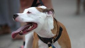 Dayton Lifts Pitbull Ban